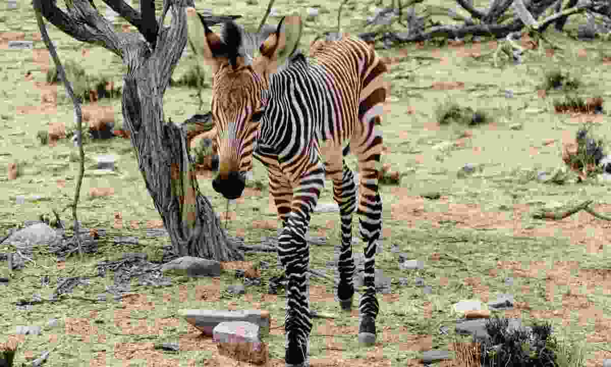 Горные зебры часто прячут своих детенышей, пока они проводят время, питаясь, но, едва достигнув месяца, его любопытство было сильнее, чем его страх